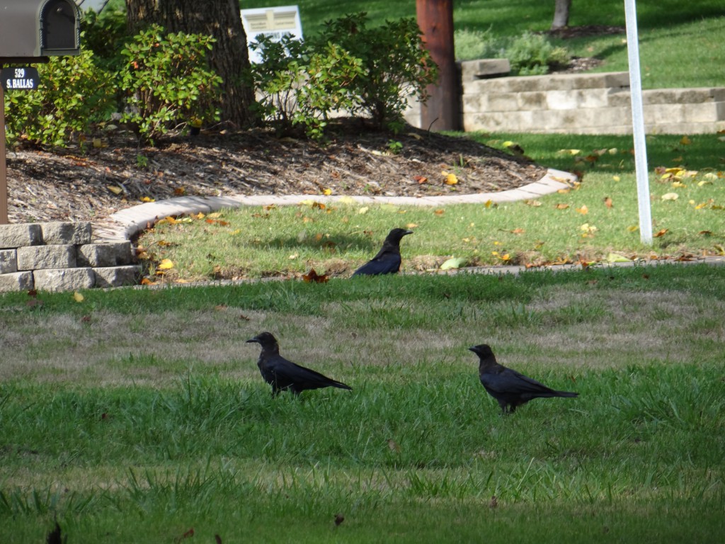 DSC00520
