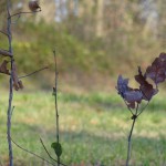 DSC02703