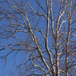 DSC02736