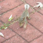 IMG_0547