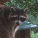 IMG_1062