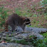 IMG_1082