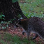 IMG_1084