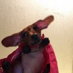 IMG_1447