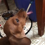 IMG_0404