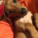 IMG_0546