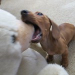 IMG_1503
